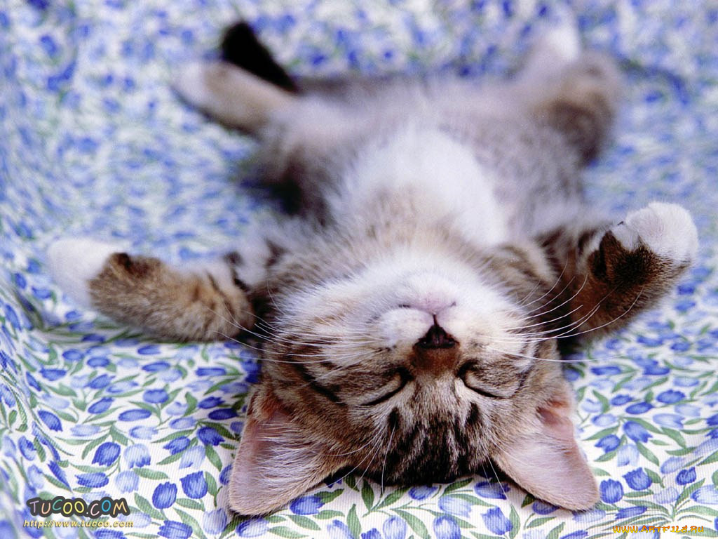 sleep, , 